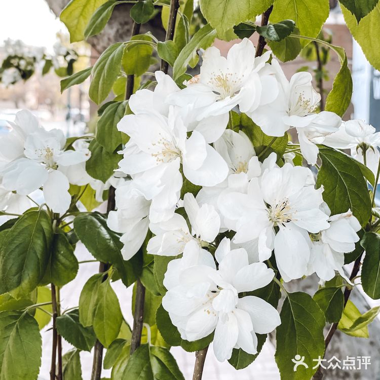 赏花攻略|绝美的白色海棠树下太浪漫了'🤍