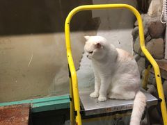 -猫咪博物馆(顶澳仔猫街店)