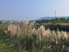 -灞河西岸滨河公园