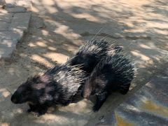 -青藏高原野生动物园