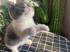 -喵zoo家庭繁育猫舍(尖东智能花园店)