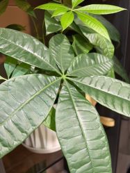 -熙朵美学植发连锁