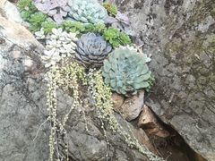 -丽江束河古镇-石莲古寺