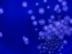 -海合安武汉极地海洋公园