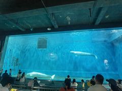 -芜湖新华联大白鲸海洋公园