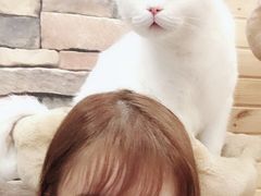 -猫的茶·猫咖