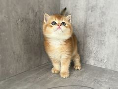 -小猫来了·猫舍(红山六九七九店)