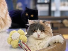 -喵园·猫主题咖啡厅·撸猫·猫咖(国贸店)