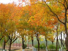 -大兴滨河森林公园