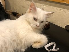 -猫小院猫主题咖啡厅(北锣店)