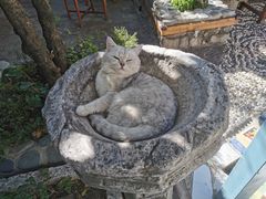 -喵屿·大理花园猫咖