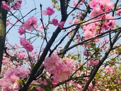 -三圣花乡旅游区