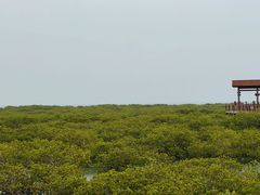 -北海金海湾红树林生态旅游区