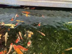 -龙悦湾酒家·八阵鱼生·渔人码头店