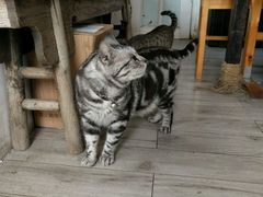 -海边的猫和咖啡馆