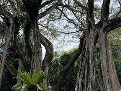 -瑞丽独树成林风景区