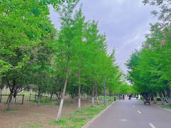 -长白岛森林公园