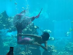 -海棠湾洲际-涛·海底餐厅·美人鱼·自助餐·海底隧道