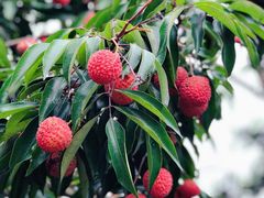 -广州市流溪河国家森林公园