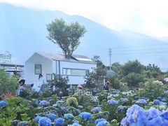 -猫米花园