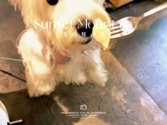 -翊宠yipet猫狗购宠庄园犬舍•猫舍