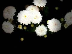 -肖肖酸萝卜鱼火锅(总店)