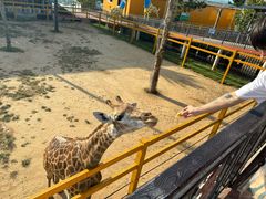 -西霞口神雕山野生动物世界