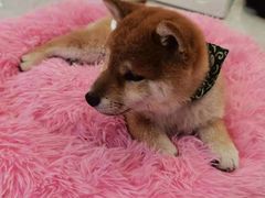 -柴犬小屋·柴餐厅·狗咖食堂(金鼎广场店)