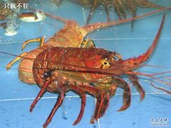 龙虾3-绿色时代大酒店