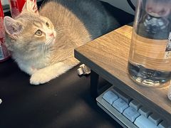 -欣宠猫屋·矮脚拿破仑·蓝金金渐层