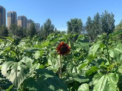 -长白岛森林公园