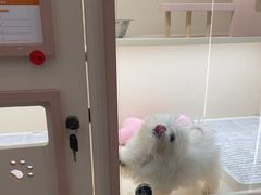 -翊宠yipet猫狗购宠庄园犬舍•猫舍