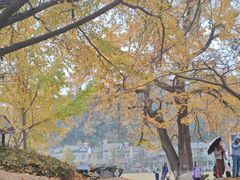 -千年银杏谷文化旅游区