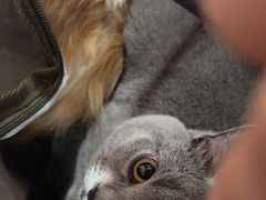 -A猫a狗全科·犬猫异宠·芥西宠物医院(南开总院)