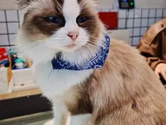 -喵喵咪呀布偶猫咖(春熙路店)