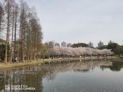 -世纪公园-1号门停车场