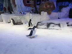 -芜湖新华联大白鲸海洋公园