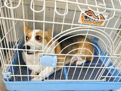 -pd派德宠物中心医院24H急重症·眼科中心·血液透析中心(嵩山北路店)