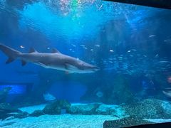 -海合安成都极地海洋公园
