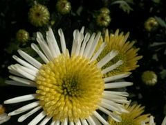 android_upload_pic-沈阳植物园