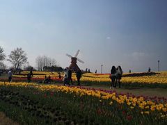 -杭州湾海上花田景区