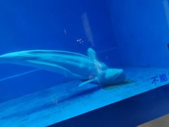-芜湖新华联大白鲸海洋公园