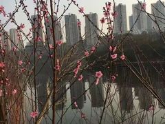 -重庆彩云湖湿地公园
