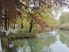 -青枫公园
