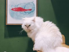 -猫亿天猫咖