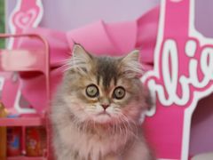 -翊宠yipet猫狗购宠庄园