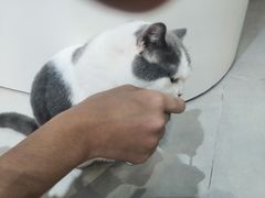 -Heymao猫咖.咖啡厅(东门店)