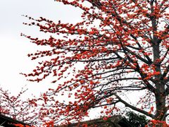 -喜洲吧·江畔老船厂·庭院餐厅(喜临院店)