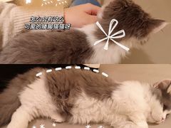 -猫腻·猫咖·撸猫馆(星光大道店)