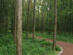 -黄海国家森林公园